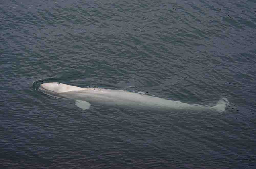 Ballena Beluga - islas Svalbard - Noruega 2.jpg